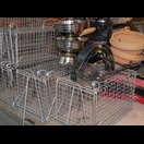 Ein in der EU verbotenes Tellereisen